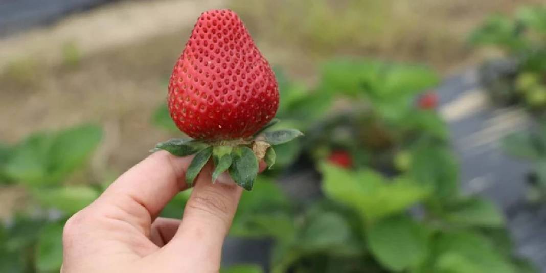 Sıcaklıklar arttı hasat başladı: Kadınların emeğiyle bölge ekonomisine katkıda bulunuyor 5